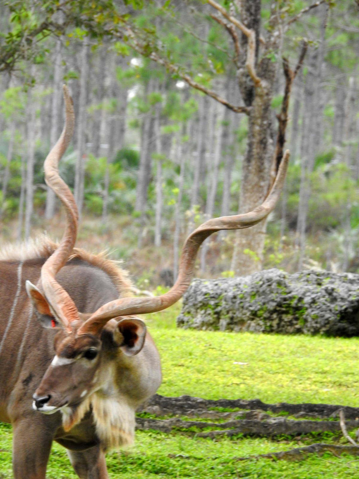 Southern Greater Kudu