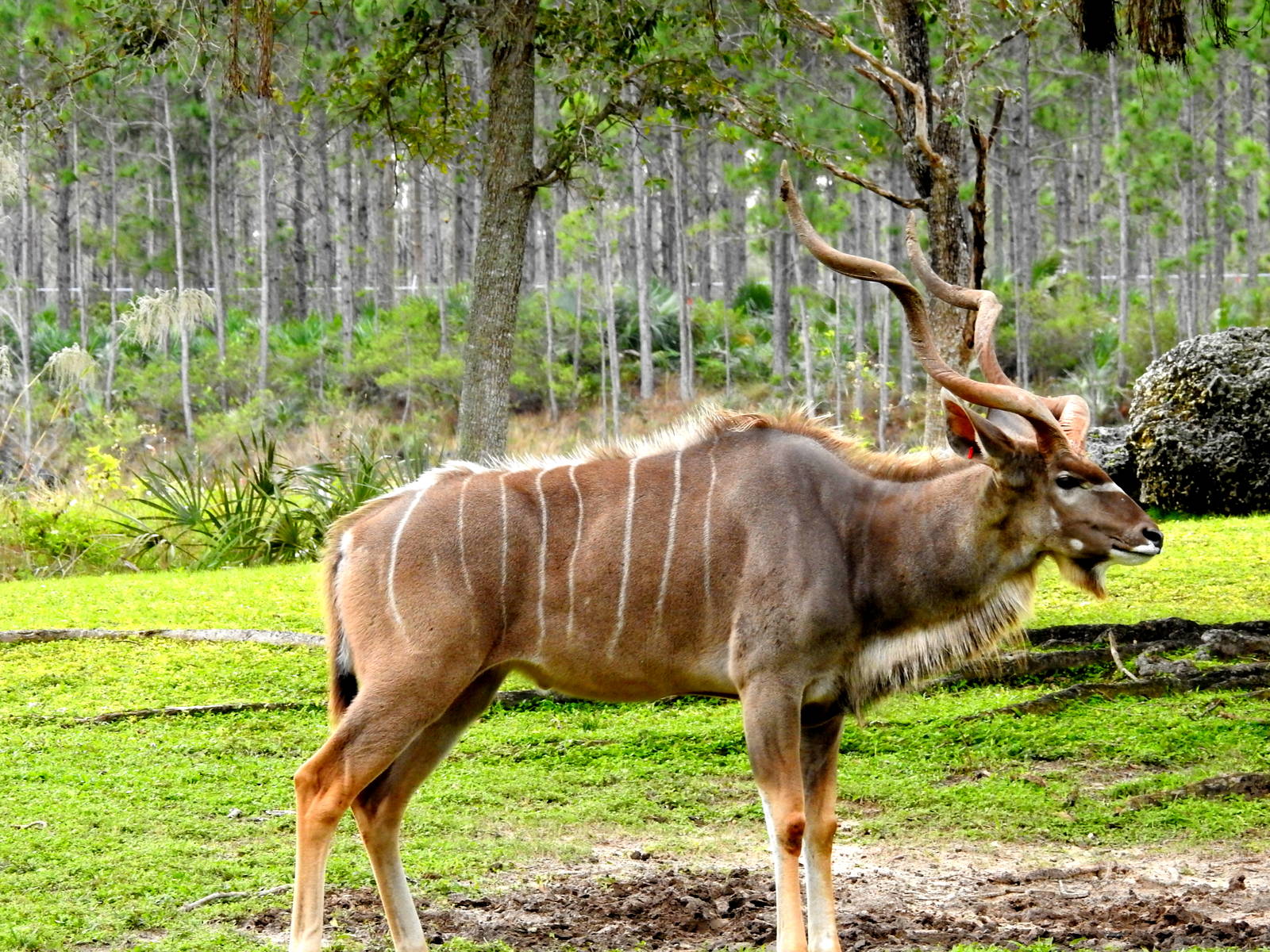 Southern Greater Kudu
