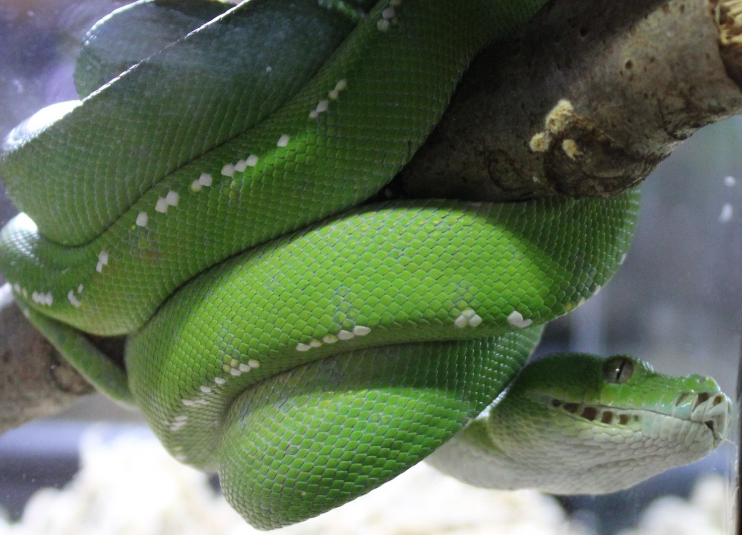 Southern green python ( Aru )