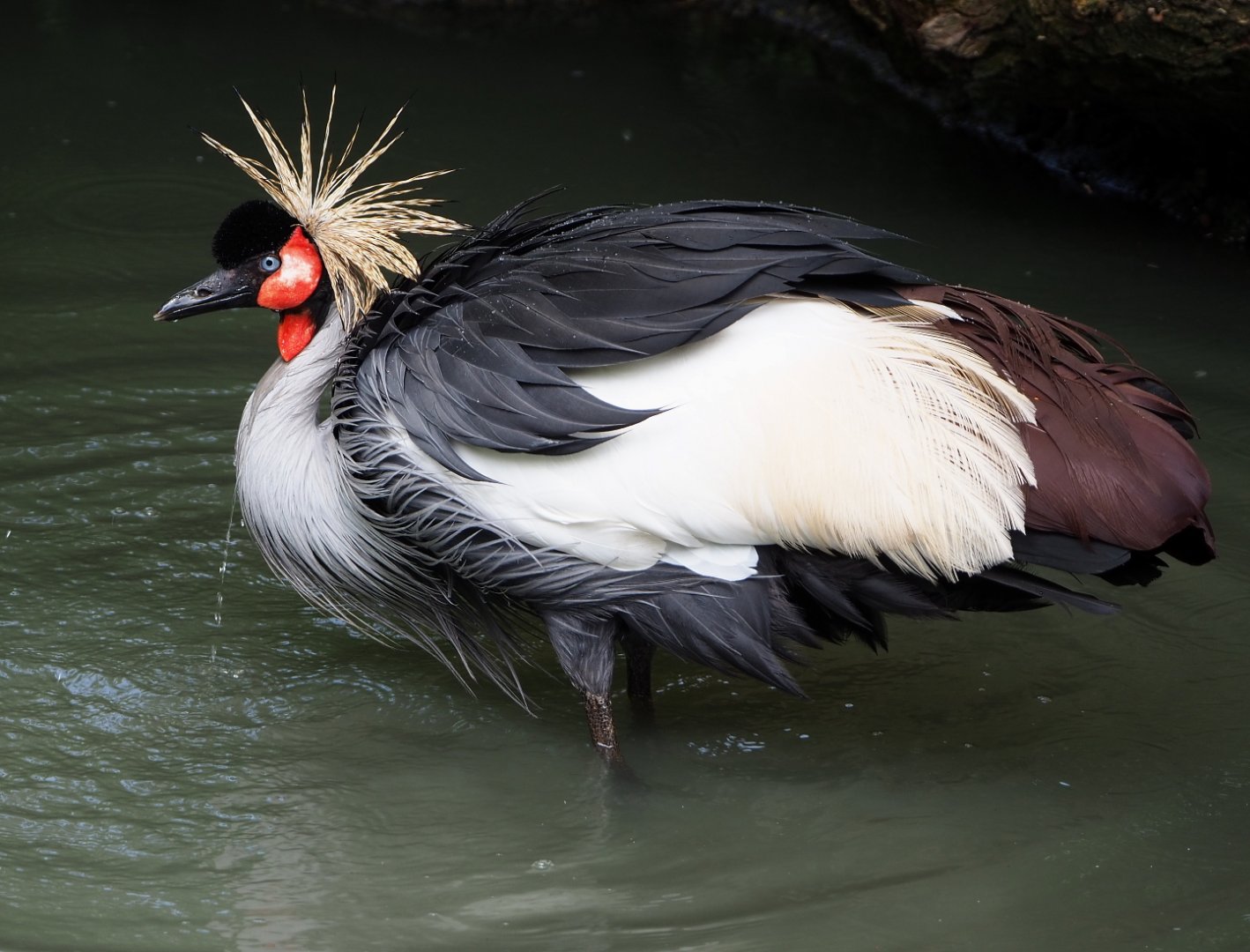 Southern grey-crowned crane (Balearica regulorum regulorum), 2021-06-15