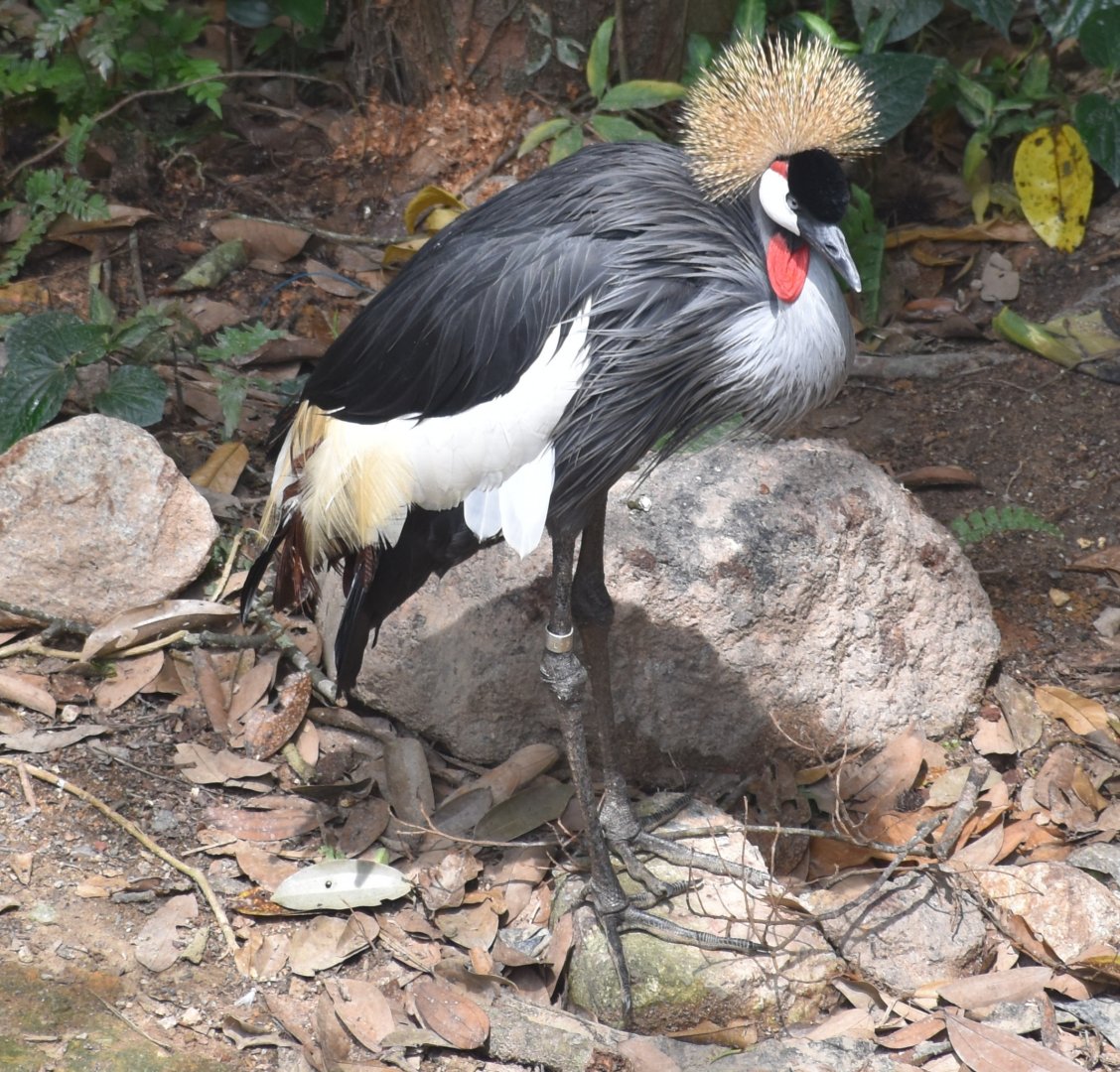 Southern Grey Crowned Crane (Balearica regulorum regulorum)