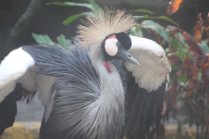 Southern grey crowned crane (Balearica regulorum regulorum)