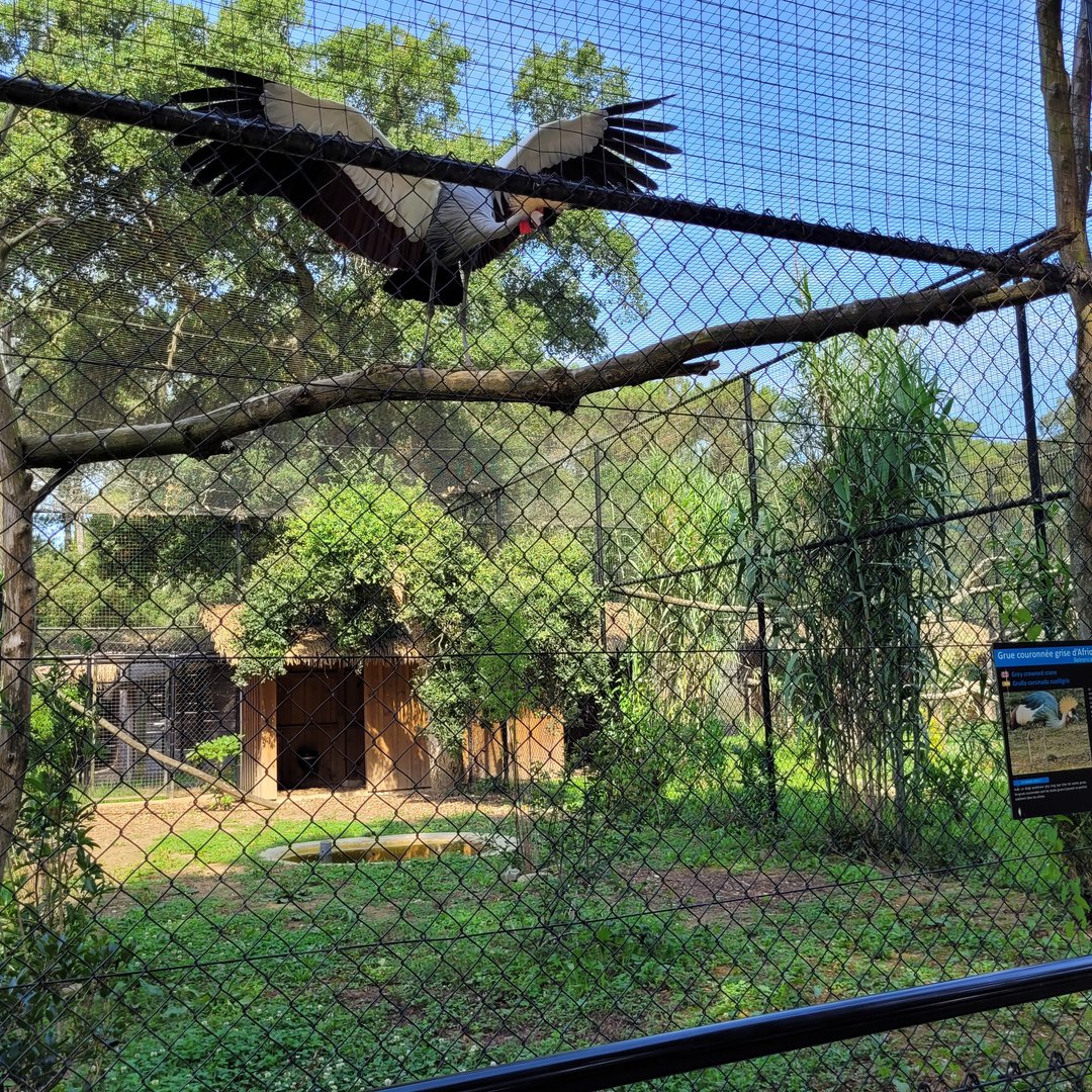 Southern grey-crowned crane exhibit -Zoo de Labenne (2023)
