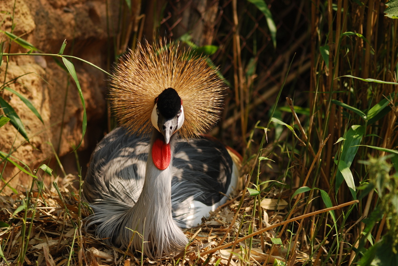 Southern grey crowned-crane