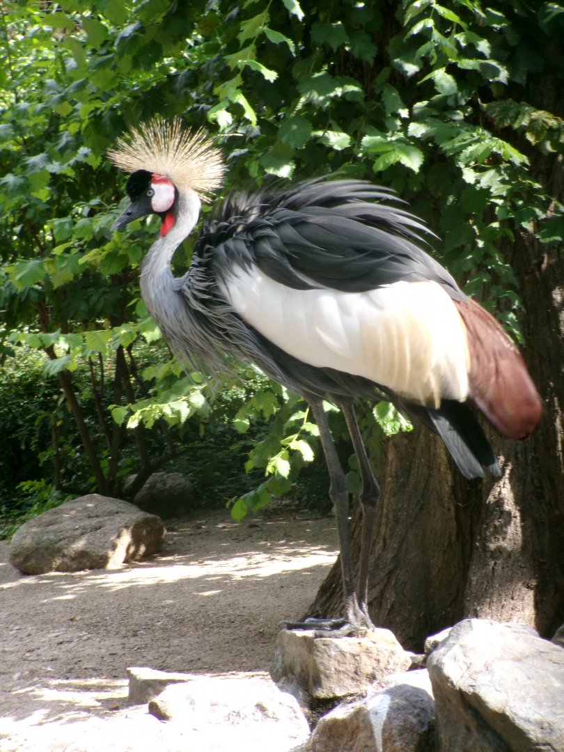 Southern grey crowned crane