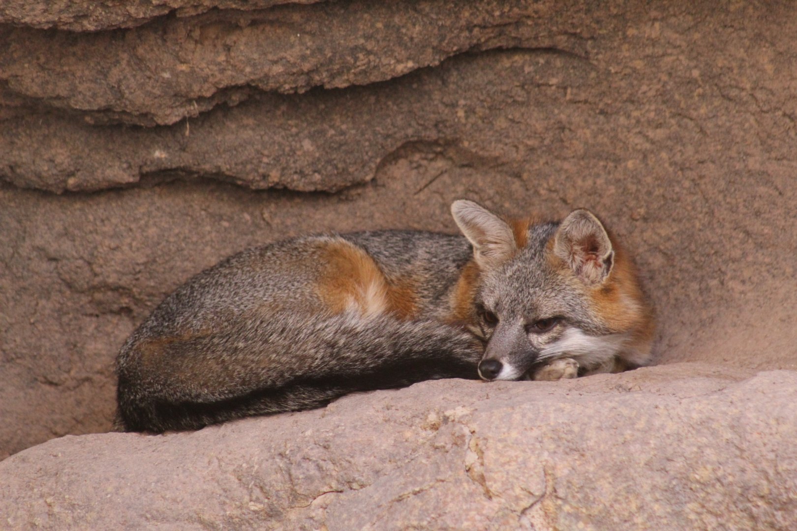Southern Grey Fox