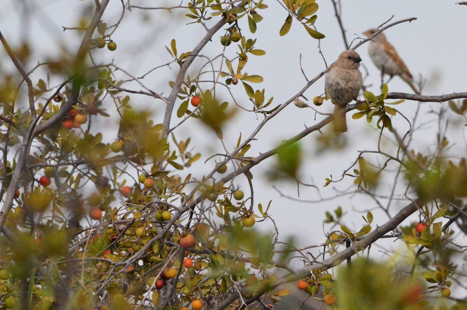 Southern Grey-headed Sparrows, Khwai Community Area, Botswana, 24/04/16
