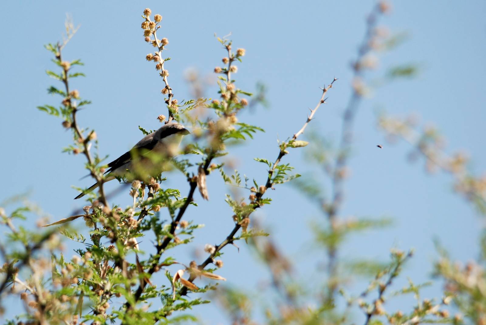 Southern Grey Shrike in Awash NP, 12/10/14
