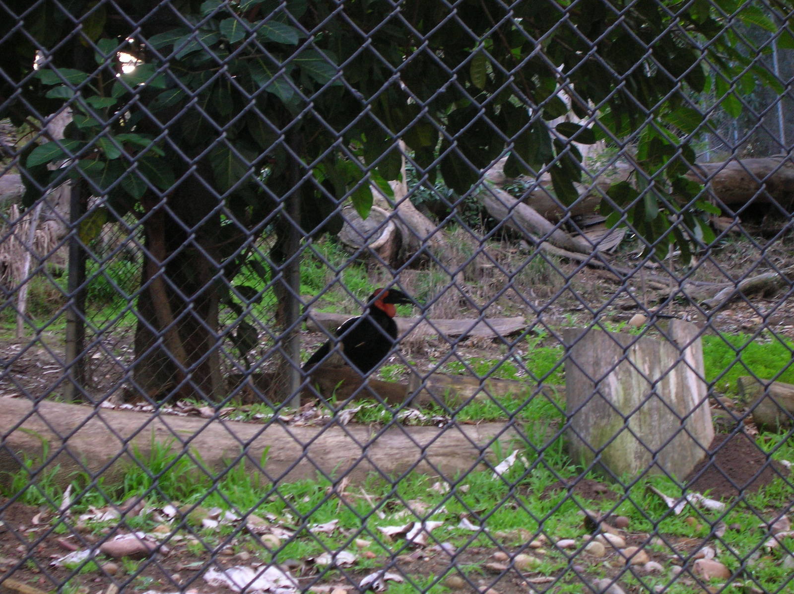 Southern Ground Hornbill 1-19-09