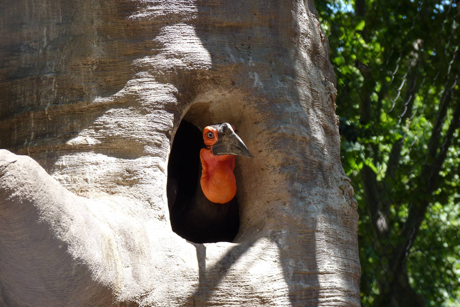 Southern Ground Hornbill, 17 June 2015