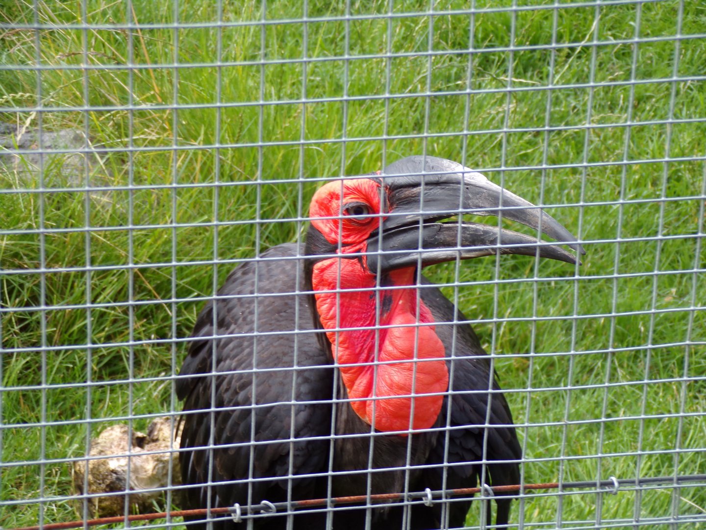Southern ground hornbill 19.7.23