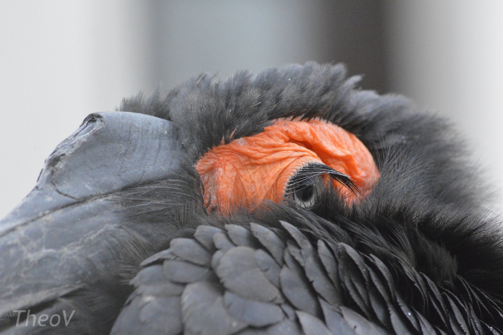 Southern ground hornbill [2017]