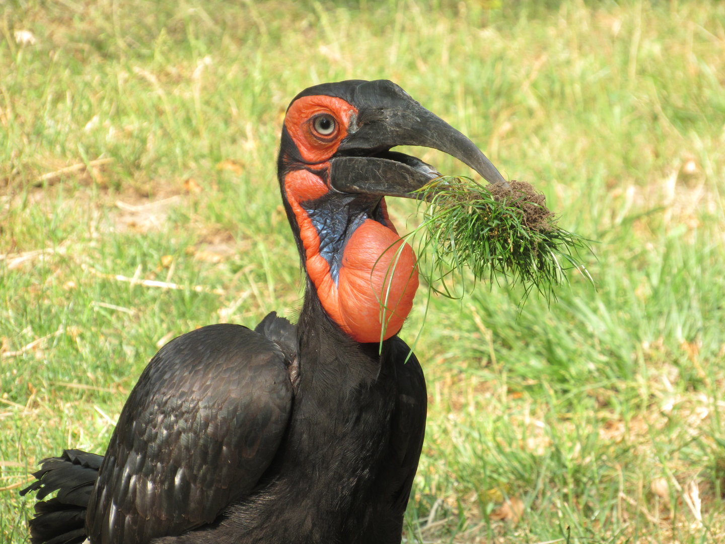 Southern Ground Hornbill - 6/18/23