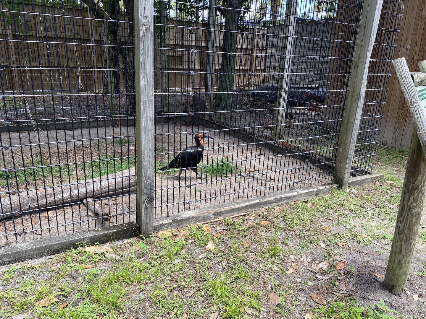 Southern Ground Hornbill - 6/22/2023