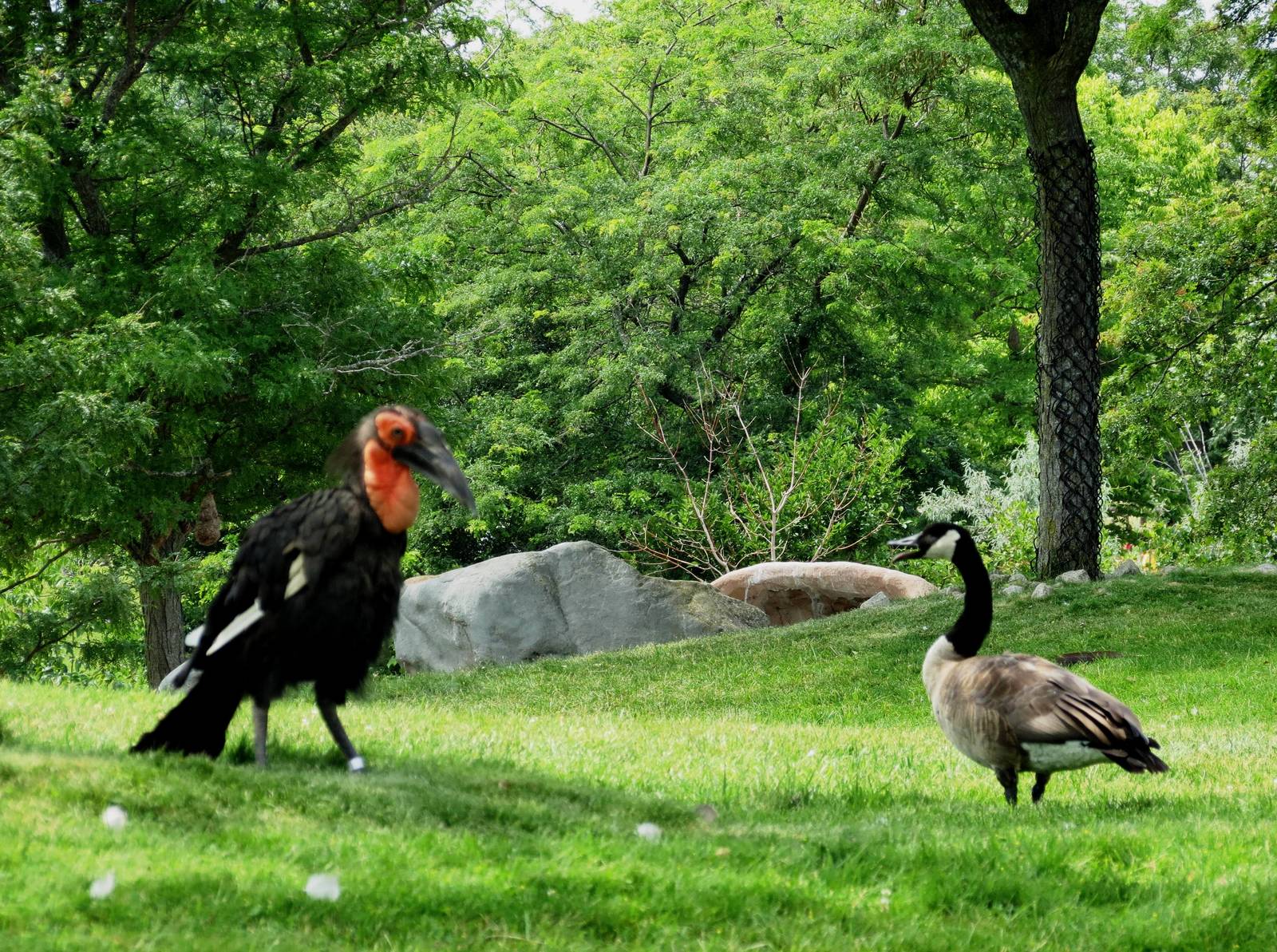 Southern Ground Hornbill and Canada Goose
