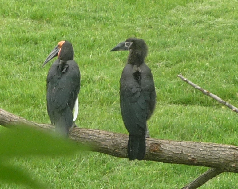 Southern Ground Hornbill and Chick