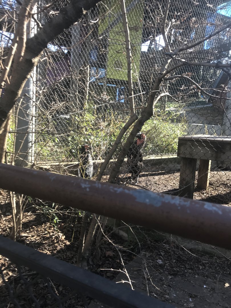 Southern ground hornbill and colobus monkey exhibit- 3-1-20