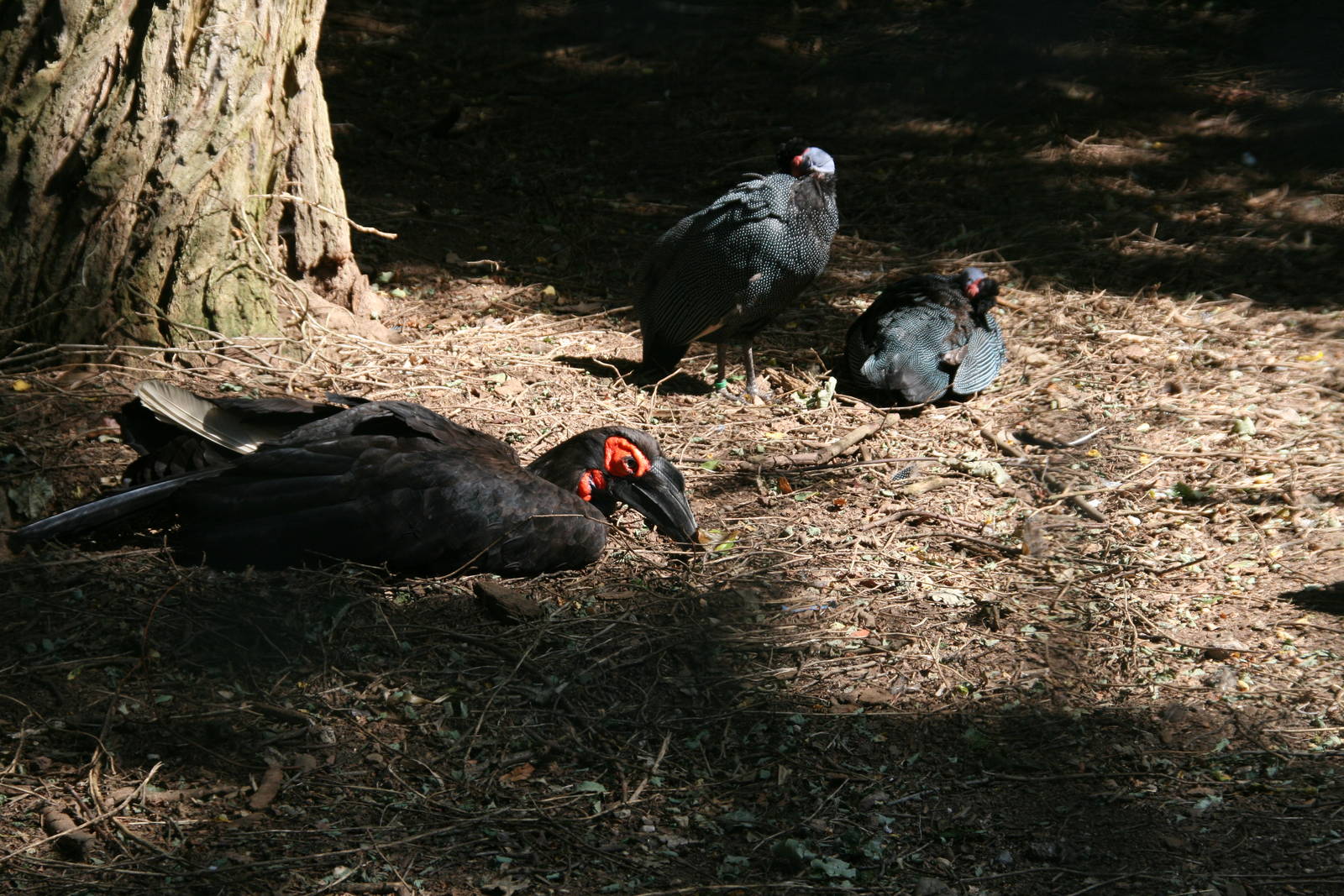 Southern ground hornbill and Crested guineafowl