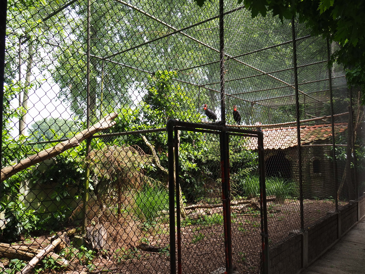 Southern ground hornbill and King vulture aviary, 2019-05-25