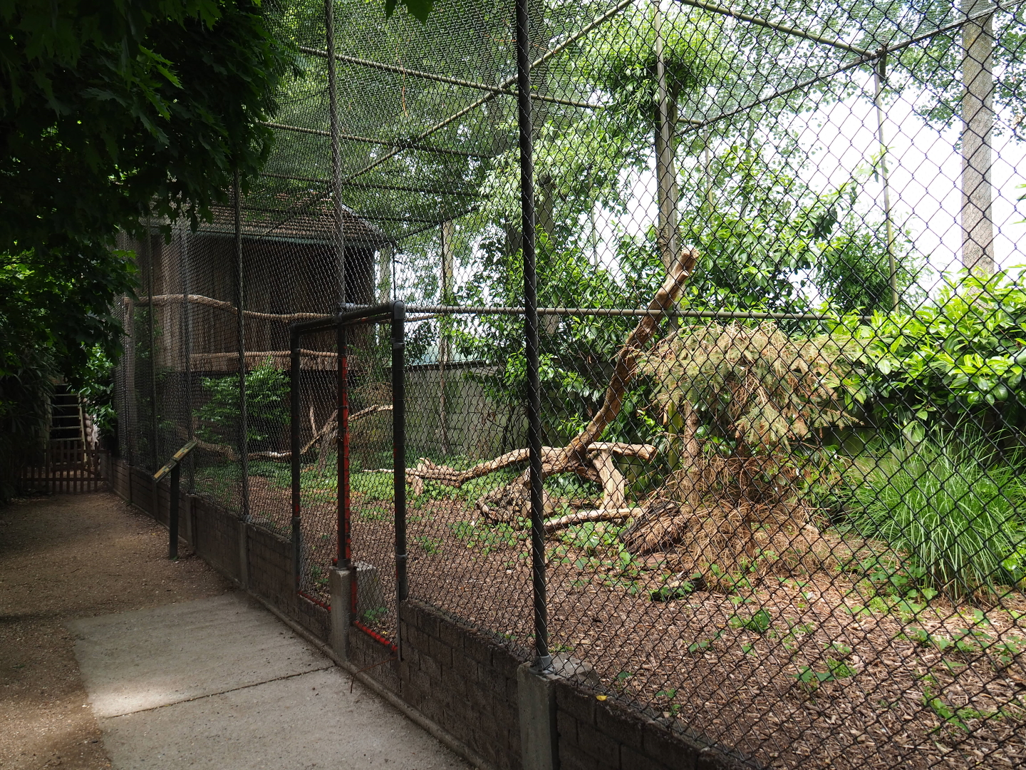 Southern ground hornbill and King vulture aviary, 2019-05-25