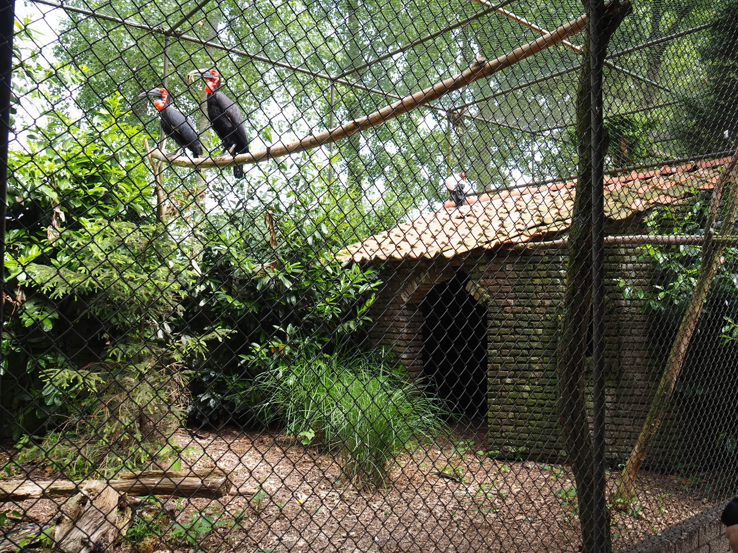 Southern ground hornbill and King vulture aviary, 2019-05-25