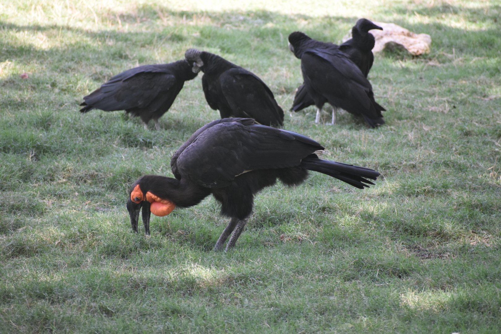 Southern Ground Hornbill (and some native Black Vultures)