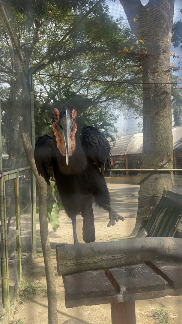 Southern Ground Hornbill at Afamosa Safari Wonderland
