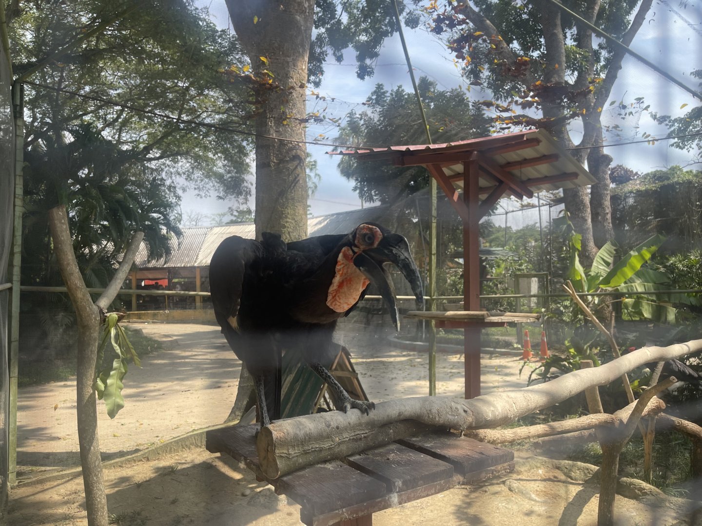 Southern Ground Hornbill at Afamosa Safari Wonderland