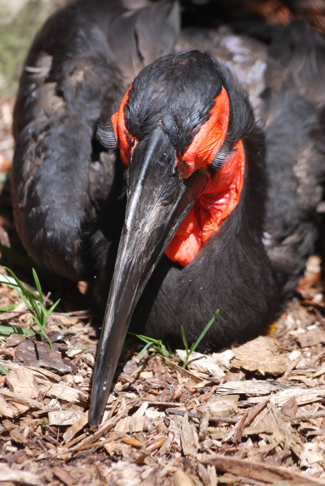 Southern Ground Hornbill at Best, 02/06/12