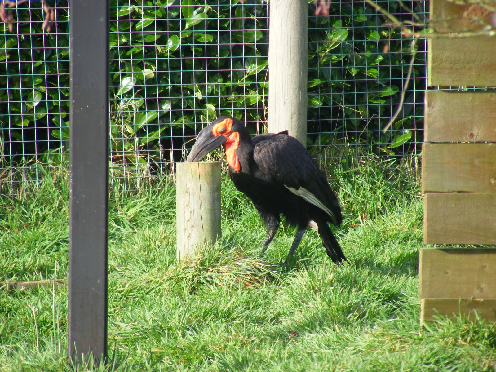 Southern ground hornbill at Blackbrook Zoo, 13 November 2010