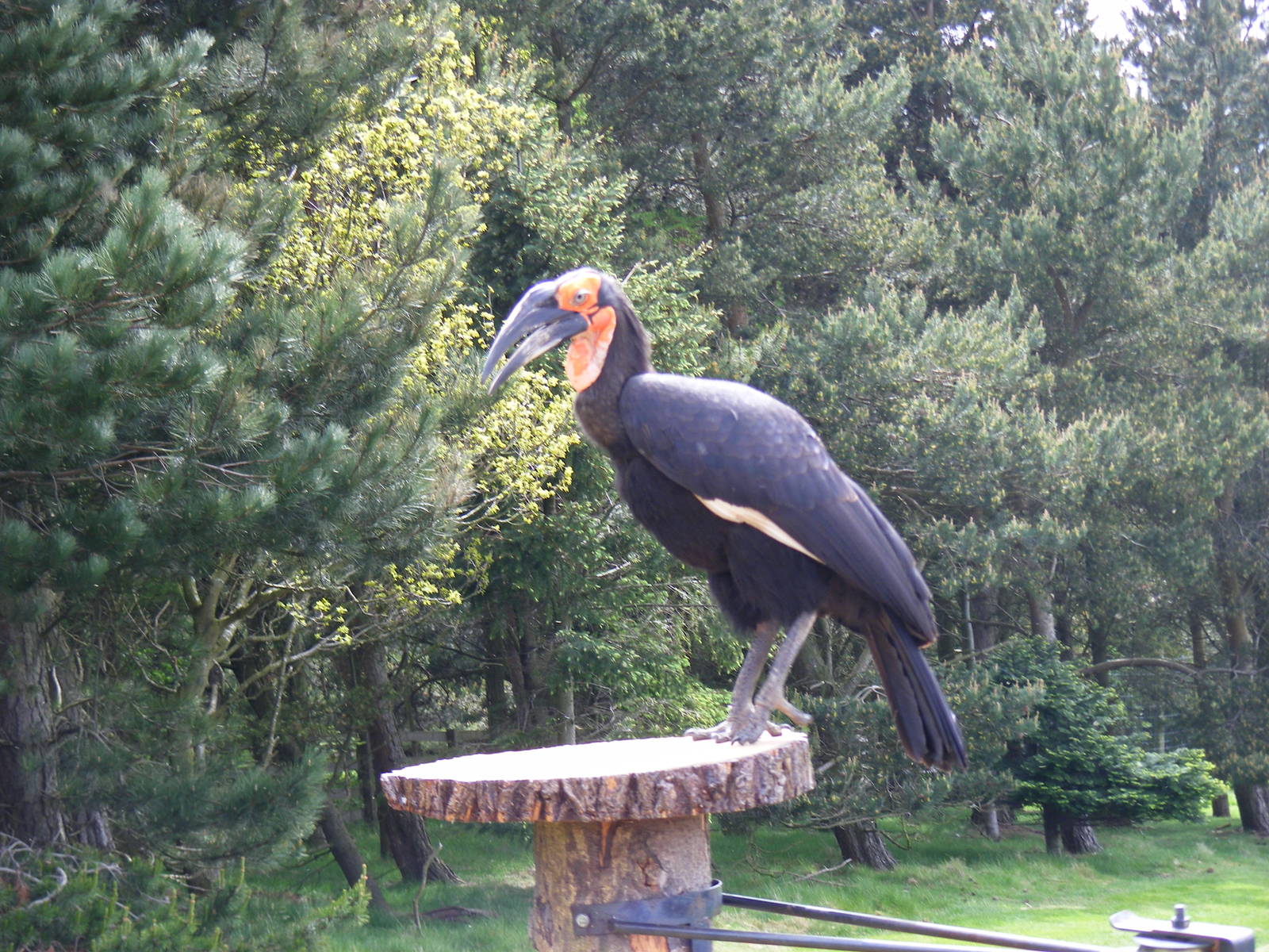 Southern ground hornbill at Edinburgh Zoo, 21 May 2010