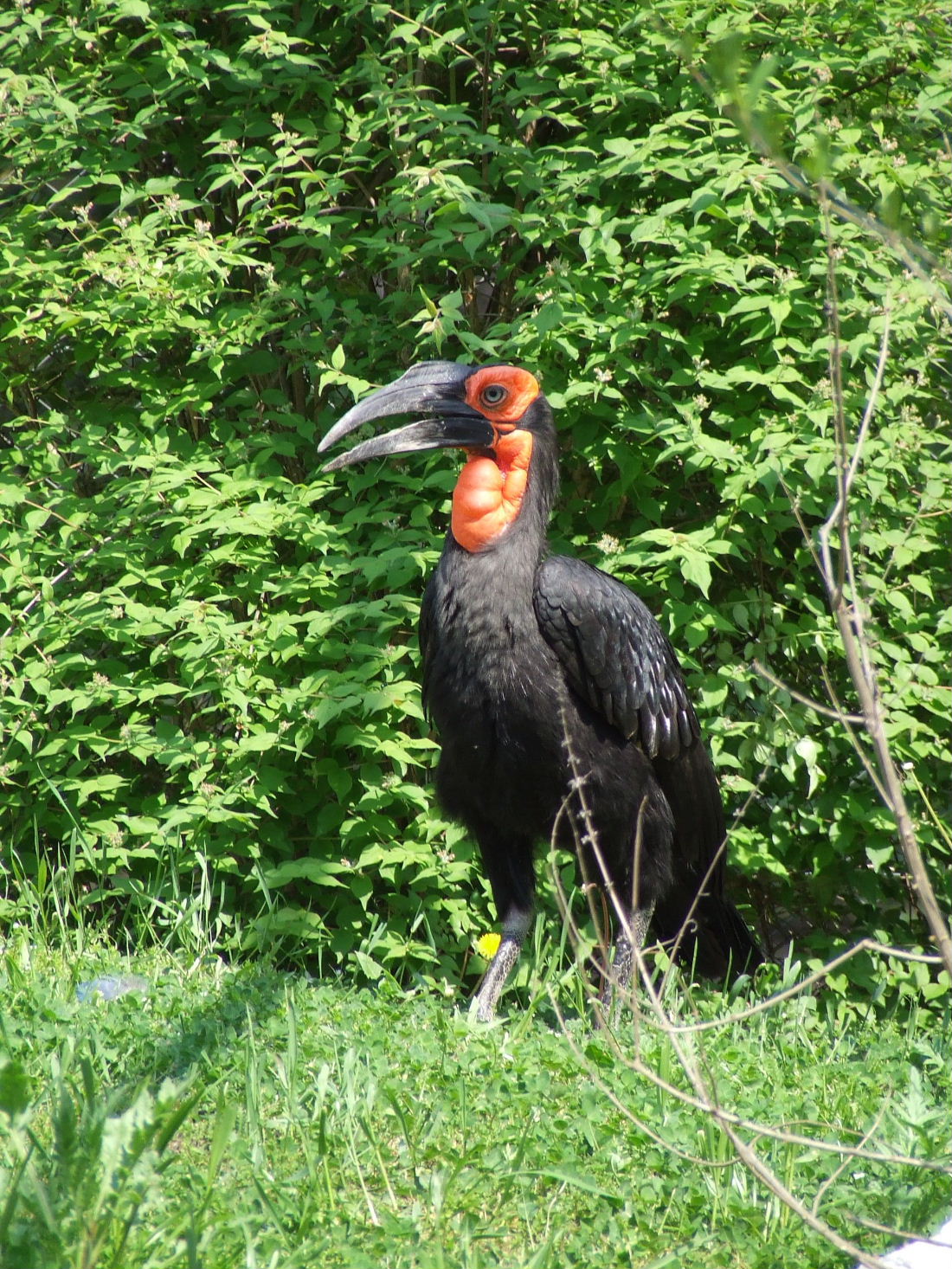 Southern ground Hornbill at the African walk-through aviary @ Debrecen Zoo,
