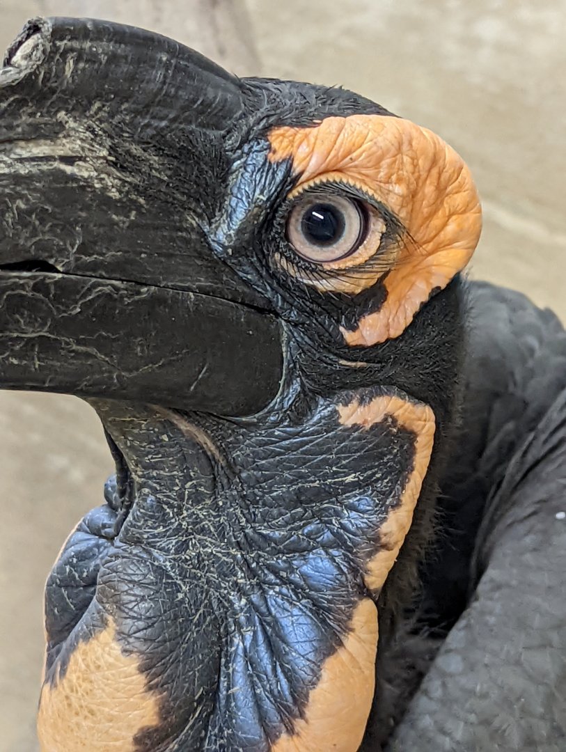 Southern Ground Hornbill at the Greensboro Science Center