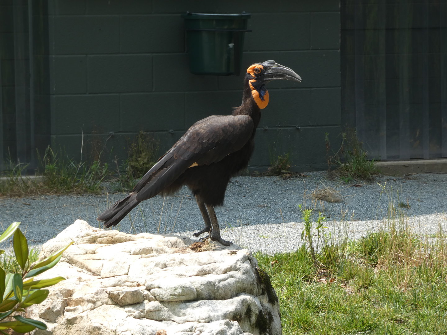 Southern Ground Hornbill at the Greensboro Science Center