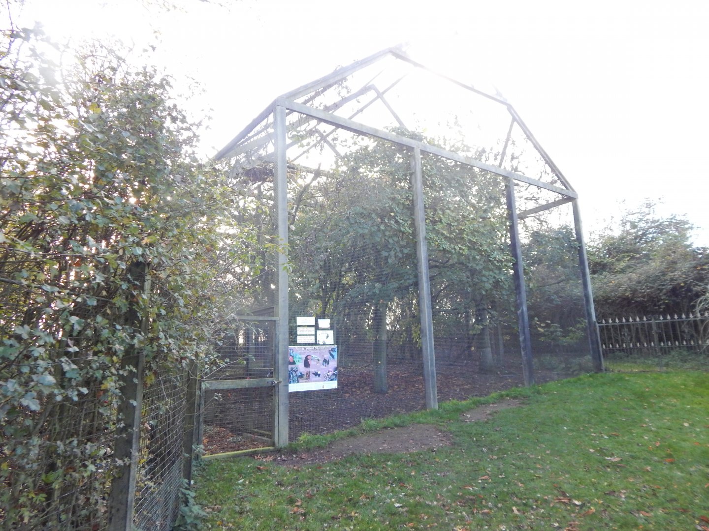 Southern ground hornbill aviary 011125