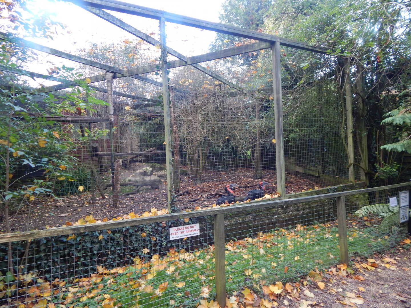 Southern ground hornbill aviary 011125
