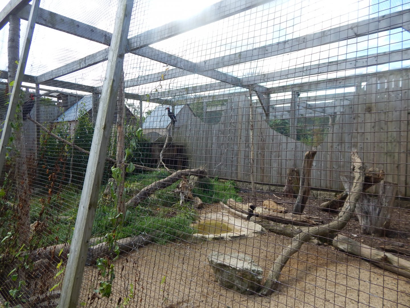 Southern ground hornbill aviary 030821