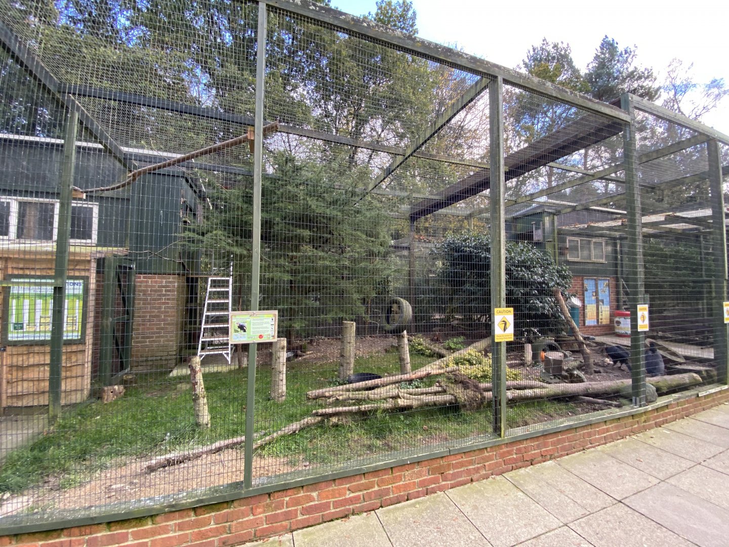 Southern ground hornbill aviary 061121