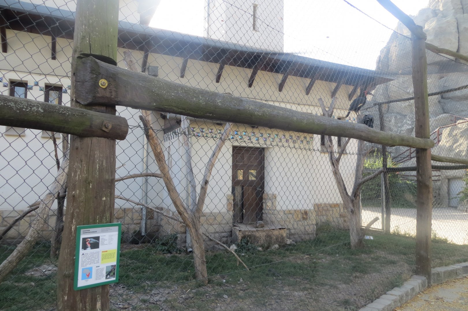 Southern ground hornbill aviary 171018