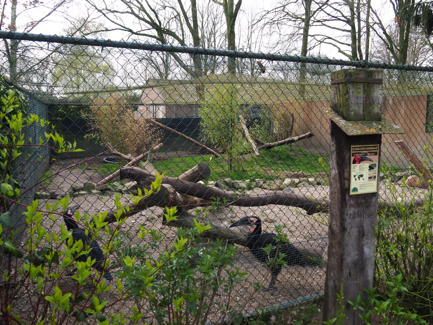 Southern ground hornbill aviary, 2019-04-06