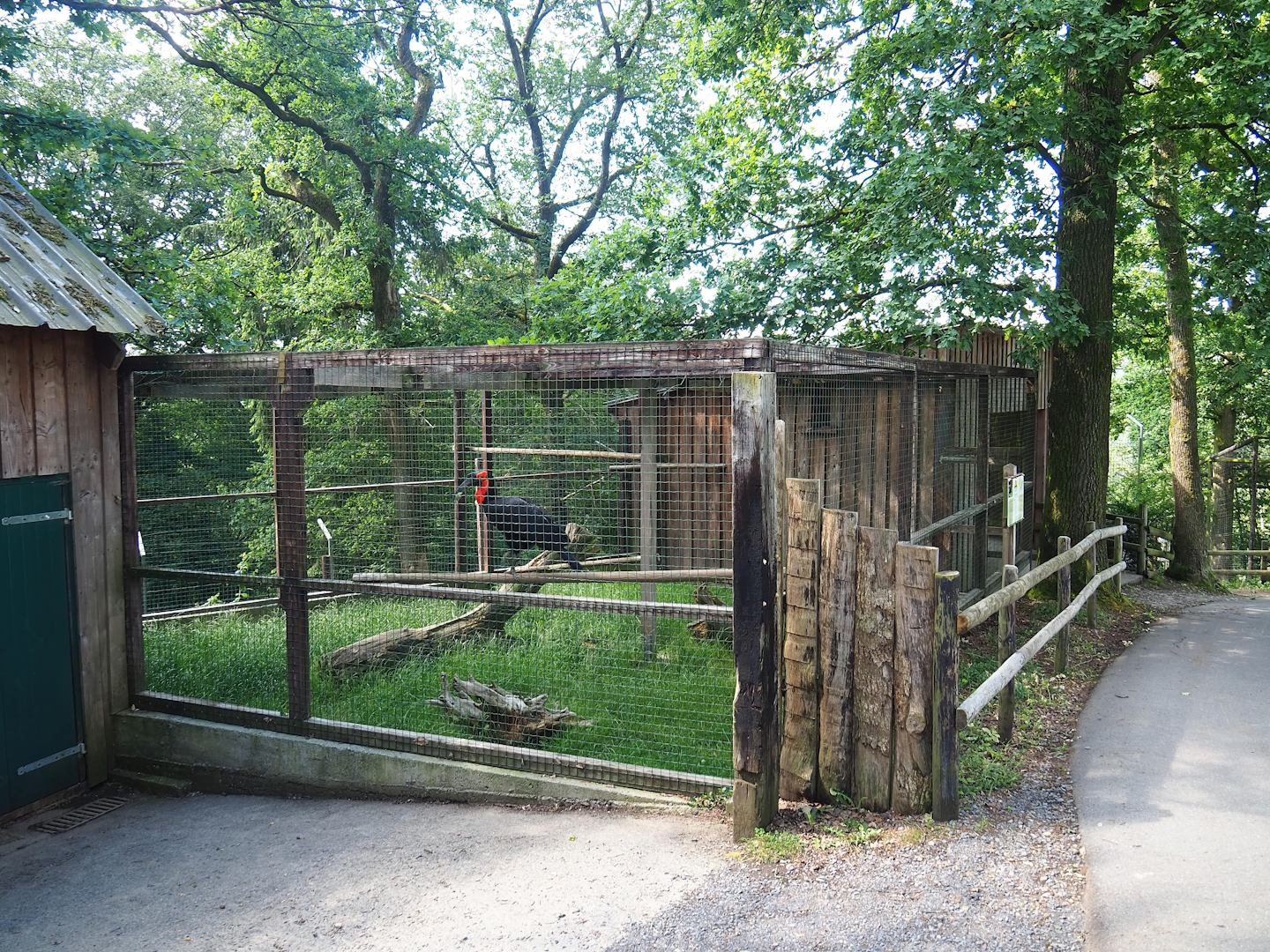Southern ground hornbill aviary, 2023-06-24