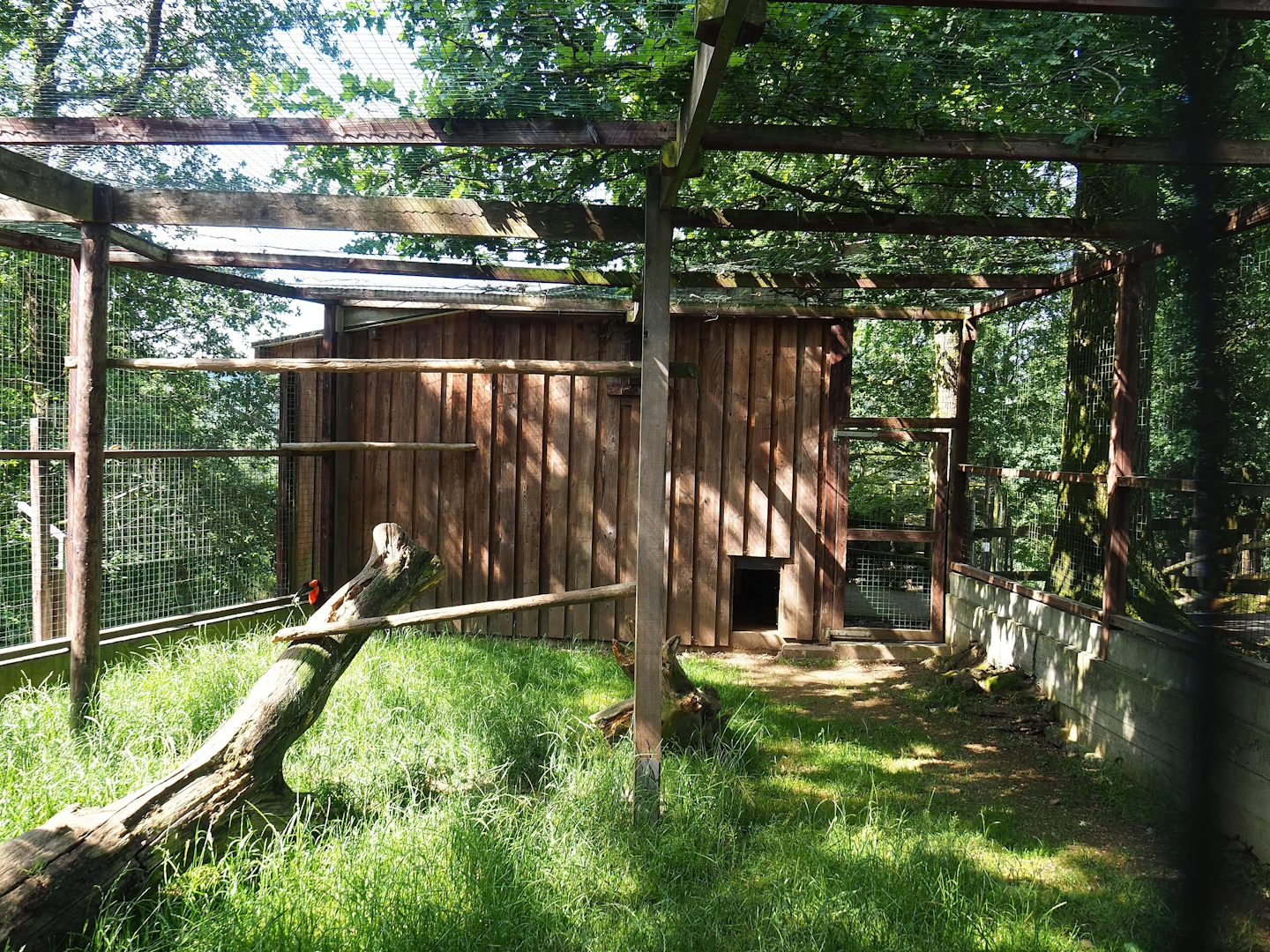Southern ground hornbill aviary, 2023-06-24
