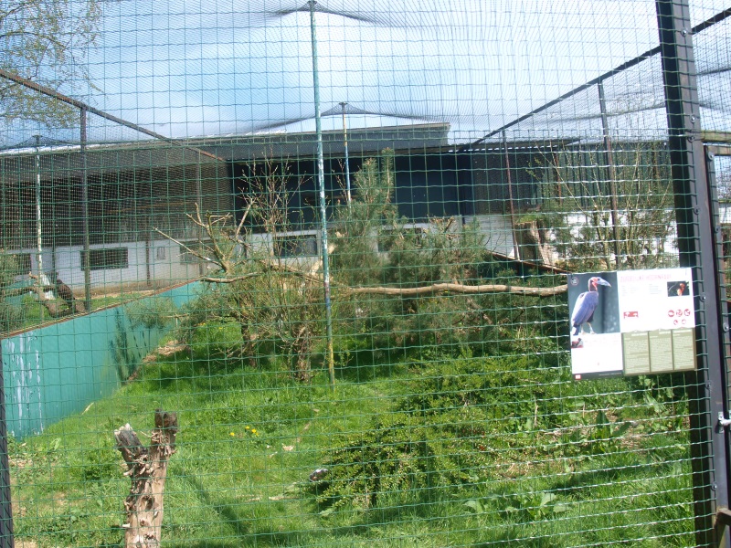 Southern ground hornbill aviary (April 19th, 2015)