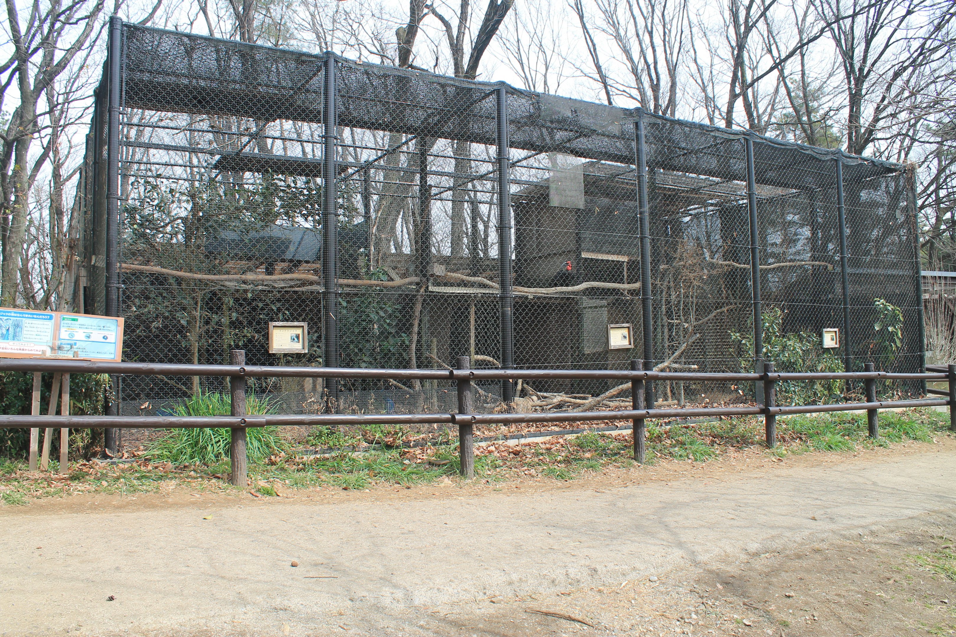 Southern Ground Hornbill aviary - Saitama Childrens Zoo