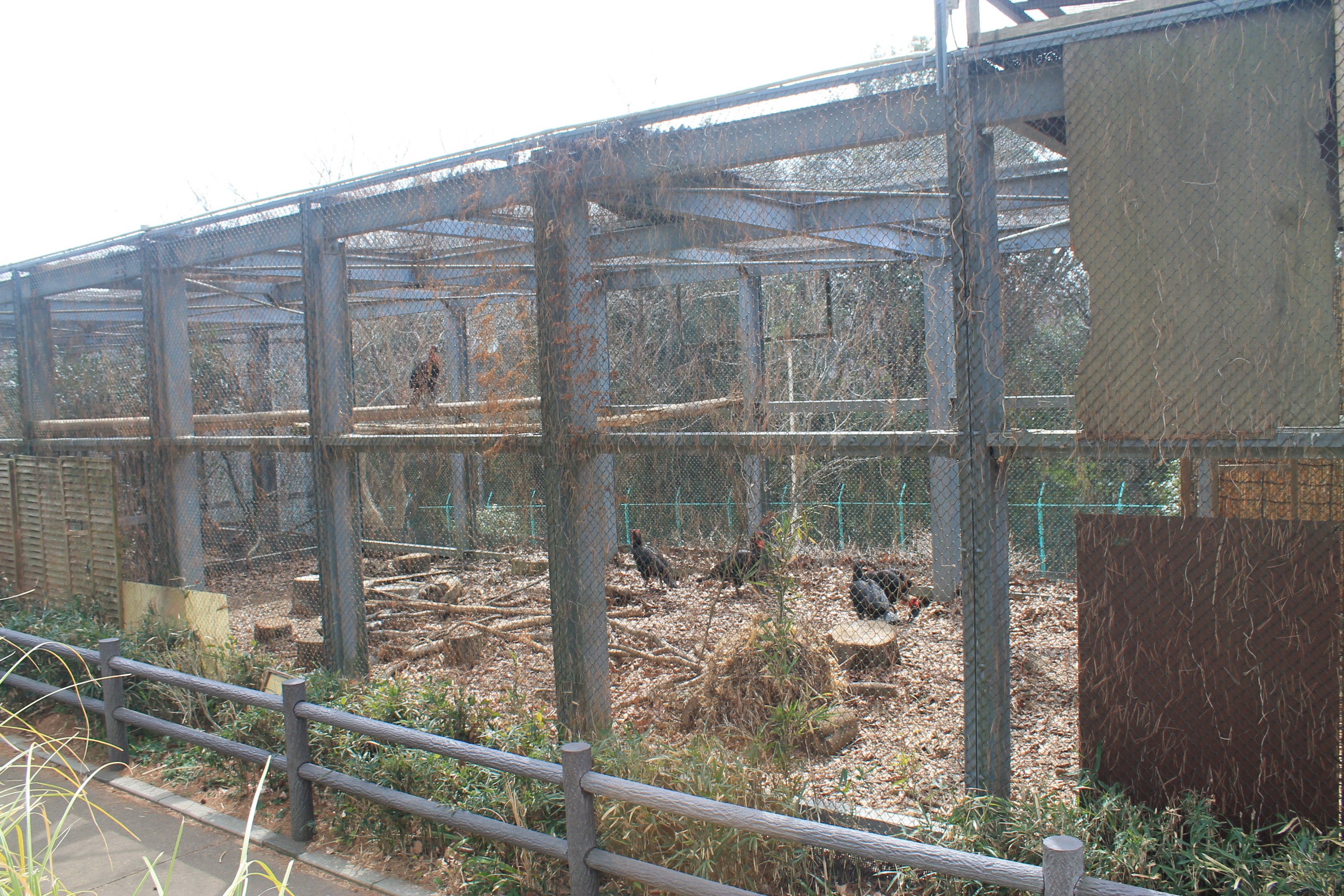 Southern Ground Hornbill aviary - Saitama Childrens Zoo
