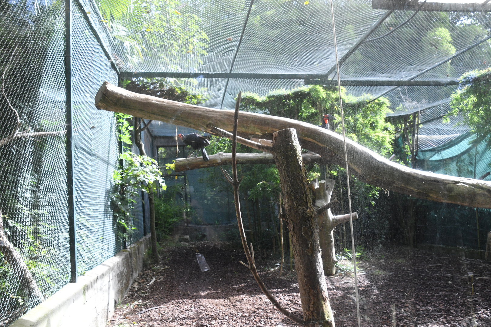 Southern Ground Hornbill Aviary (Zoo Lourosa)