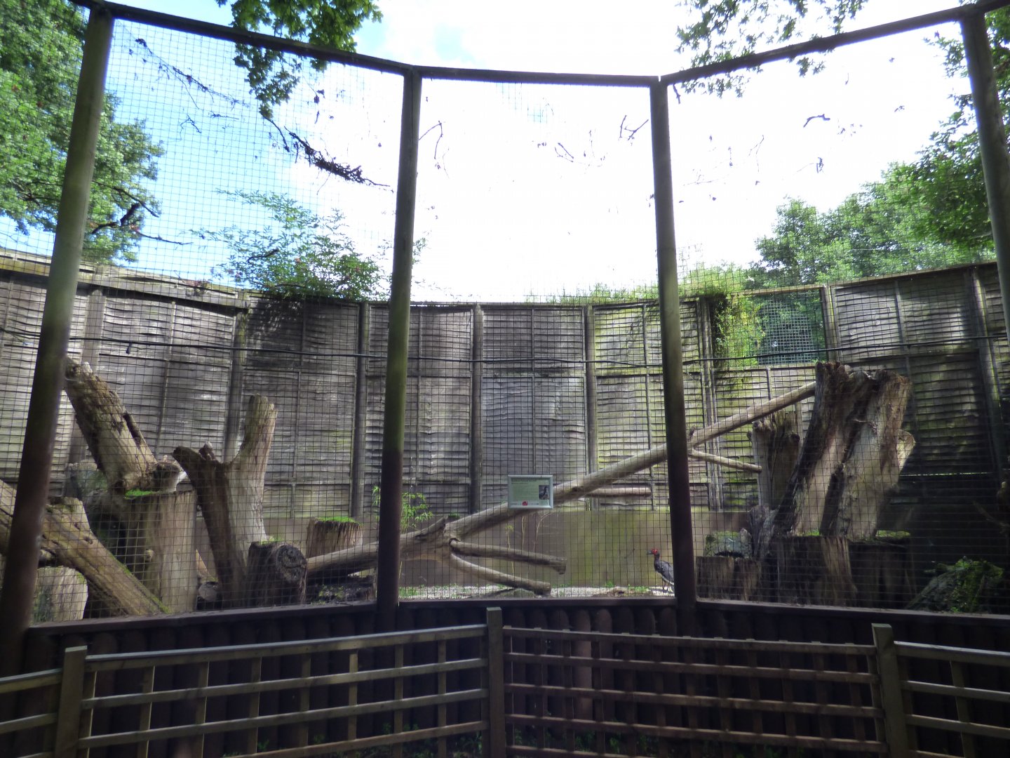 Southern Ground Hornbill Aviary