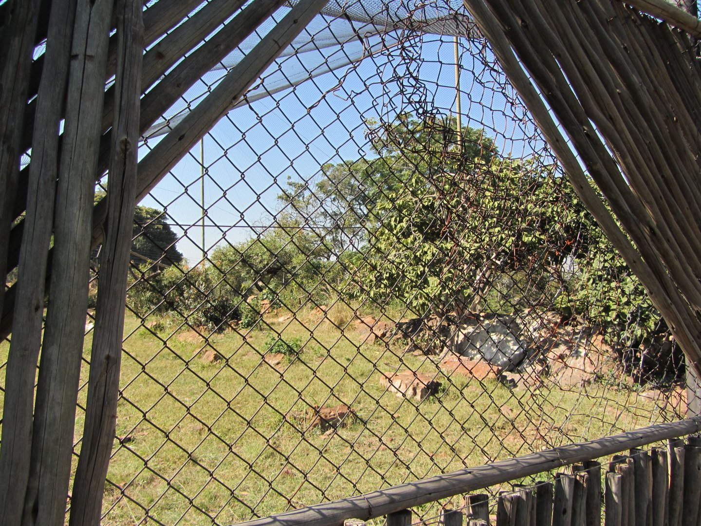 Southern Ground Hornbill Aviary