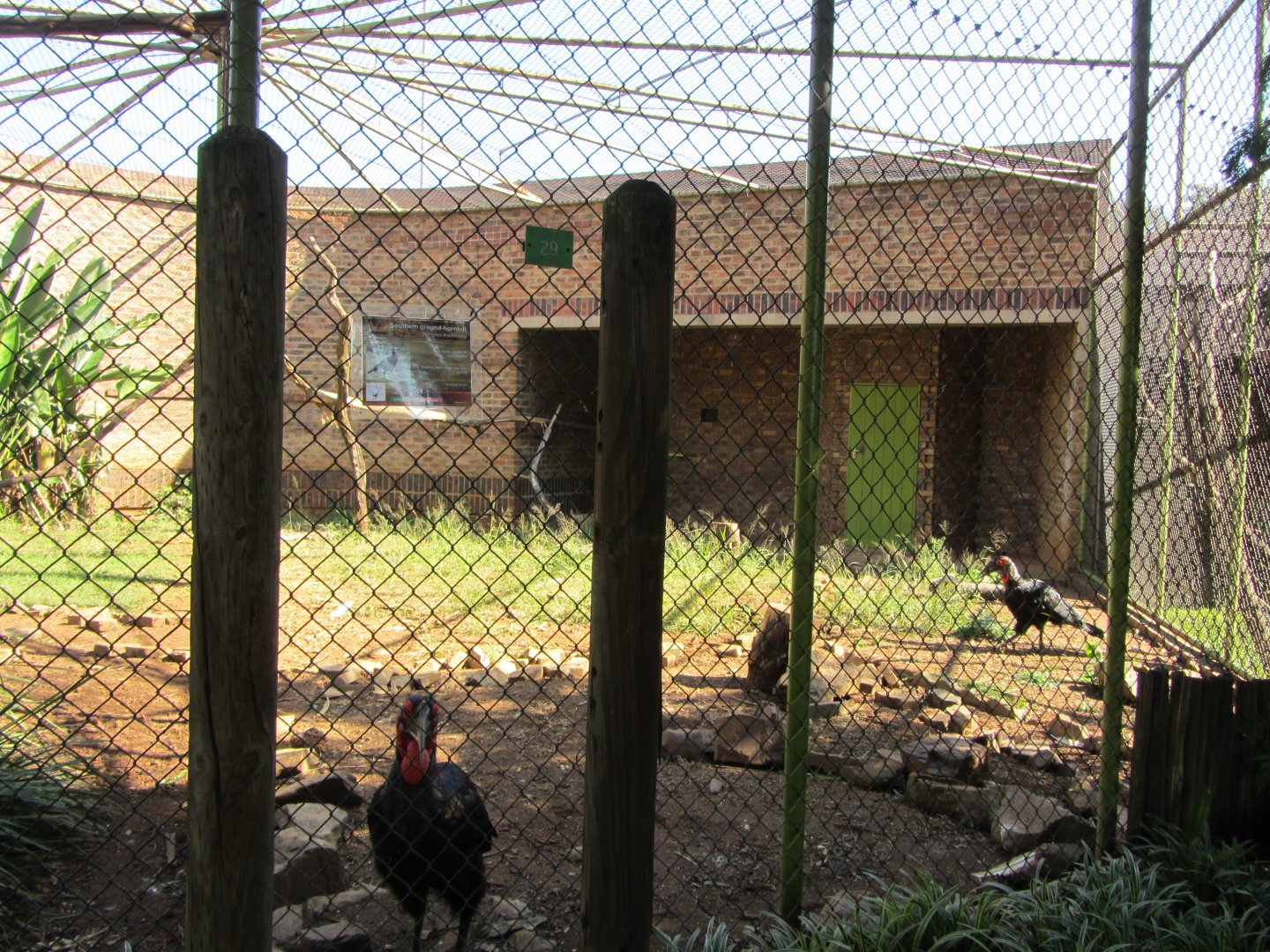 Southern Ground Hornbill Aviary