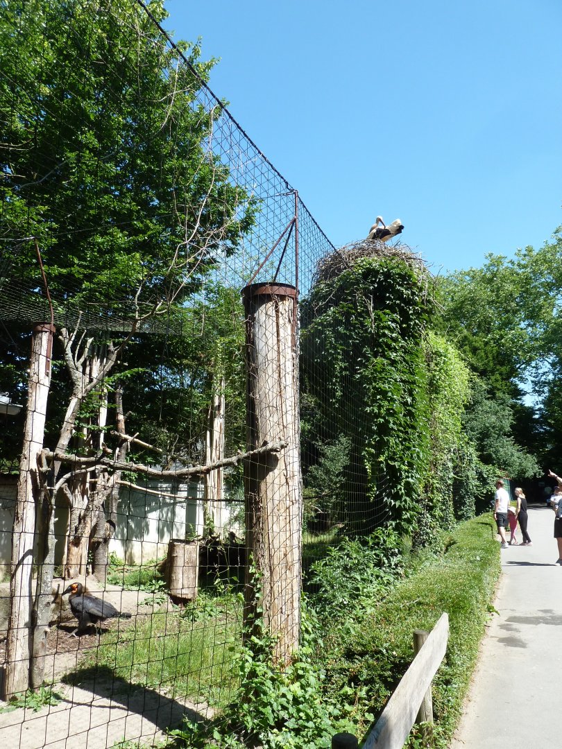 Southern ground hornbill aviary